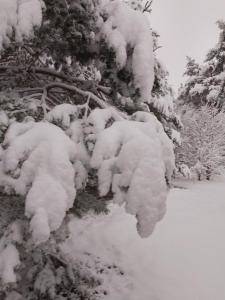 a group of trees covered in snow at ORLIK - pokoje gościnne in Uście Gorlickie +194 photos