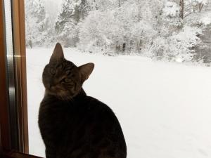 a cat sitting in front of a window in the snow at ORLIK - pokoje gościnne in Uście Gorlickie