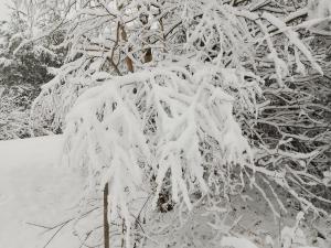 a tree covered in snow on top of it at ORLIK - pokoje gościnne in Uście Gorlickie