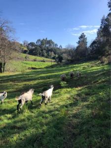 Άλλα ζώα σε αυτή η εξοχική κατοικία ή στη γύρω περιοχή
