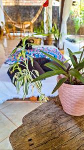 a potted plant sitting on top of a wooden table at TRIBUS Hospedagem e Terapias in Alter do Chao