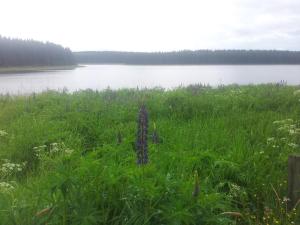 ein Grasfeld mit einem See im Hintergrund in der Unterkunft Appartement in Weitersglashütte mit Grill und Garten - b48494 in Eibenstock + 19 Fotos