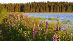 Loodusmaastik apartemendi lähedal +7 fotot