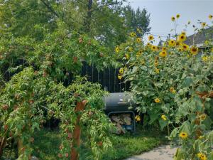 Ein Lastwagen, der mitten in einem Sonnenblumenfeld parkt in der Unterkunft Liberty Park mini-studio in Salt Lake City