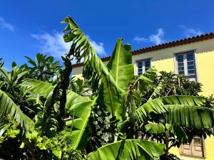 Ein Haufen Bananenbäume vor einem Gebäude in der Unterkunft Loft Rural - Caserio De La Hondura in Alajeró