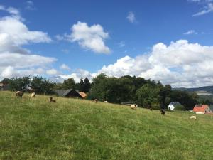 Un paisaje natural cerca del departamento