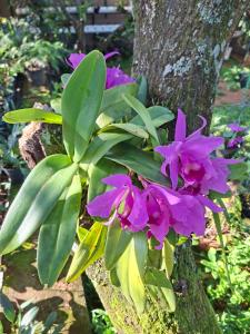 un montón de flores púrpuras en un árbol en ADLi, en Pambahinna 12 fotos más