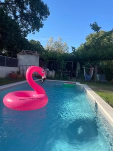 a pink swan float in a swimming pool at Studio with pool and quiet, non-shared garden, 1 lit double in Gardanne +5 photos