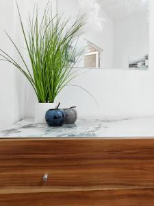 a plant sitting on top of a wooden dresser at Travelers Nest in Safi