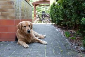 un cane marrone steso a terra accanto a un edificio di Ferienhaus In Alt Schadow Mit Grill Und Terrasse a Markische Heide