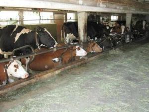 Un grupo de vacas en un granero comiendo heno en Farbhaus Bleiche, en Rohrbach