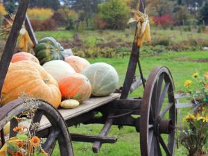 un chariot rempli de citrouilles et de courges sur un champ dans l'établissement Ferienhaus Christine, à Schenkendöbern 7 autres photos