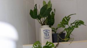 Ảnh trong thư viện ảnh của Jardinatta ở Bucaramanga +3 ảnh