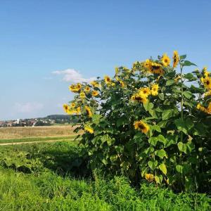 un plant de tournesol au milieu d'un champ dans l'établissement Schöne Ferienwohnung In Oberwaldbach, à Burtenbach