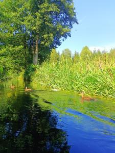 eine Gruppe Enten schwimmt in einem Fluss in der Unterkunft Leśny Domek in Piłka