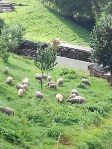 una manada de ovejas pastando en un campo de hierba en Studio In Renoviertes Bauernhaus 3 Pers, en Chardonne