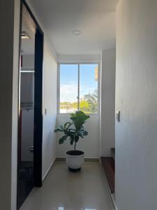 un couloir avec une plante en pot dans une pièce avec une fenêtre dans l'établissement Bonito apto en el corazon de Yopal, à Bogotá 30 autres photos