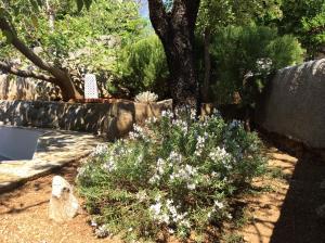a garden with white flowers and a tree at Holiday Home Cesarica in Karlobag