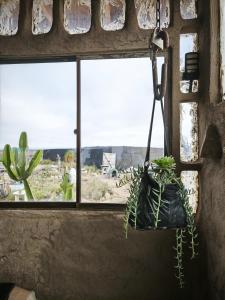 Eine Pflanze, die aus einem Fenster mit Blick auf eine Wüste hängt. in der Unterkunft Lodge Malezas del Desierto in Los Choros