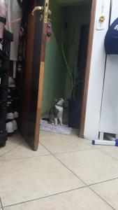 Fotografie z fotogalerie ubytování Juacema v Sao Paulu