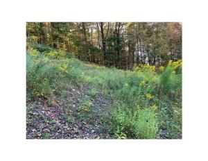 un campo di erba e erbacce con alberi sullo sfondo di Papa Bear Cabin 