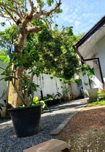 Zahrada ubytování Junction 14 Villa + 25 fotografií