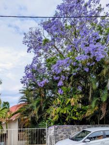 a tree with purple flowers in front of a fence at Chez Liliane et Henri in Le Bois de Nèfles +6 photos