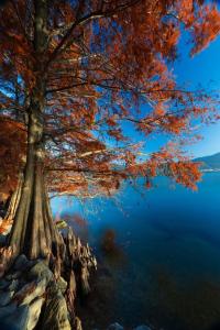 a tree on the shore of a lake at MUM & DAD - Loft in Sale Marasino