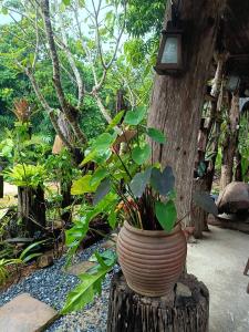 a pot on a tree stump with a plant in it at Dahla Lanta Hut in Ko Lanta
