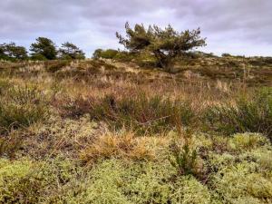 un champ d'herbe avec un arbre sur une colline dans l'établissement 5 person holiday home in Fanø, à Fanø