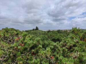 une forêt remplie d'arbres verts par une journée nuageuse dans l'établissement 5 person holiday home in Fanø, à Fanø