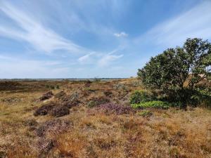 un arbre au milieu d'un champ dans l'établissement 5 person holiday home in Fanø, à Fanø