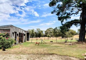 un cheval debout dans un champ à côté d'une grange dans l'établissement Hanging Rock Farm Stay, à Newham