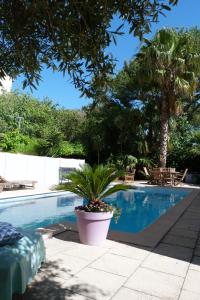 une plante en pot installée à côté d'une piscine dans l'établissement Maison jardin grande piscine, à Marseille