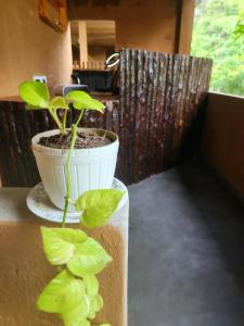 达瓦拉维Cinnamon Grove的一株插在花瓶里的植物，旁边是一株植物。