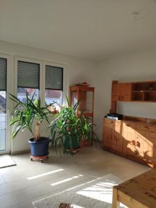 twee planten in een kamer met een tafel en ramen bij NaturZeit in Brunkensen in Brunkensen