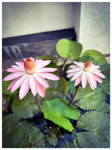 two pink water lilies sitting in a pond at Casa Araliya in Negombo