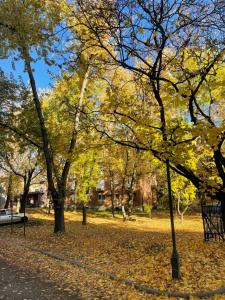 ein Park mit Bäumen und Blättern auf dem Boden in der Unterkunft Manda's Flat in Miskolc