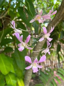 Κήπος έξω από το Villa Claudia Nimal's kitchen
