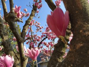 Zahrada ubytování B&B Le Magnolie