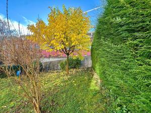 een boom met gele bladeren naast een groene haag bij Chez Francine et Auguste in Le Puy en Velay