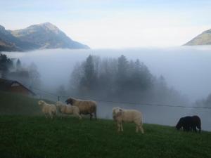a group of sheep standing in a field near a body of water at Biohof Langberg in Lauerz