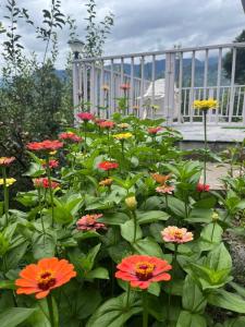 un jardín con flores rojas y amarillas y una valla blanca en The Lush Pods, en Jāmb 1 foto más