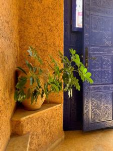 a plant in a pot sitting on a step next to a door at Appartement terrasse de la mer in Mirleft