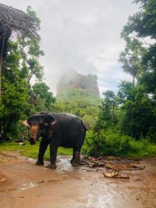 an elephant standing in the middle of a dirt road at Zensigiri Homestay in Sigiriya