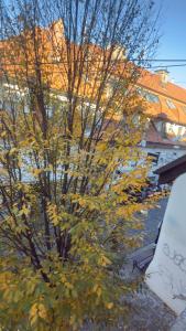 a tree with yellow leaves in front of a building at Cozy apartments in Ljubljana