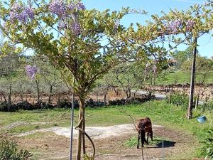 Fotografie z fotogalerie ubytování Quintinha das Artes - Turismo Rural v destinaci Pinhel