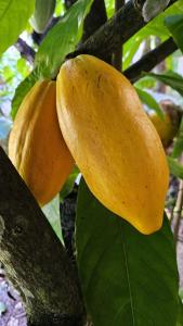 Billede fra billedgalleriet på Casa Cacau, Trancoso, ao lado do Quadrado i Trancoso