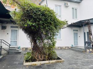 Un gran arbusto frente a un edificio blanco. en Studio Apartment центр міста Чернівці, en Chernivtsi