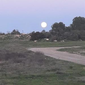 un frisbee volant dans le ciel au-dessus d'un champ dans l'établissement Duplex LLORACH I, à Lleida
